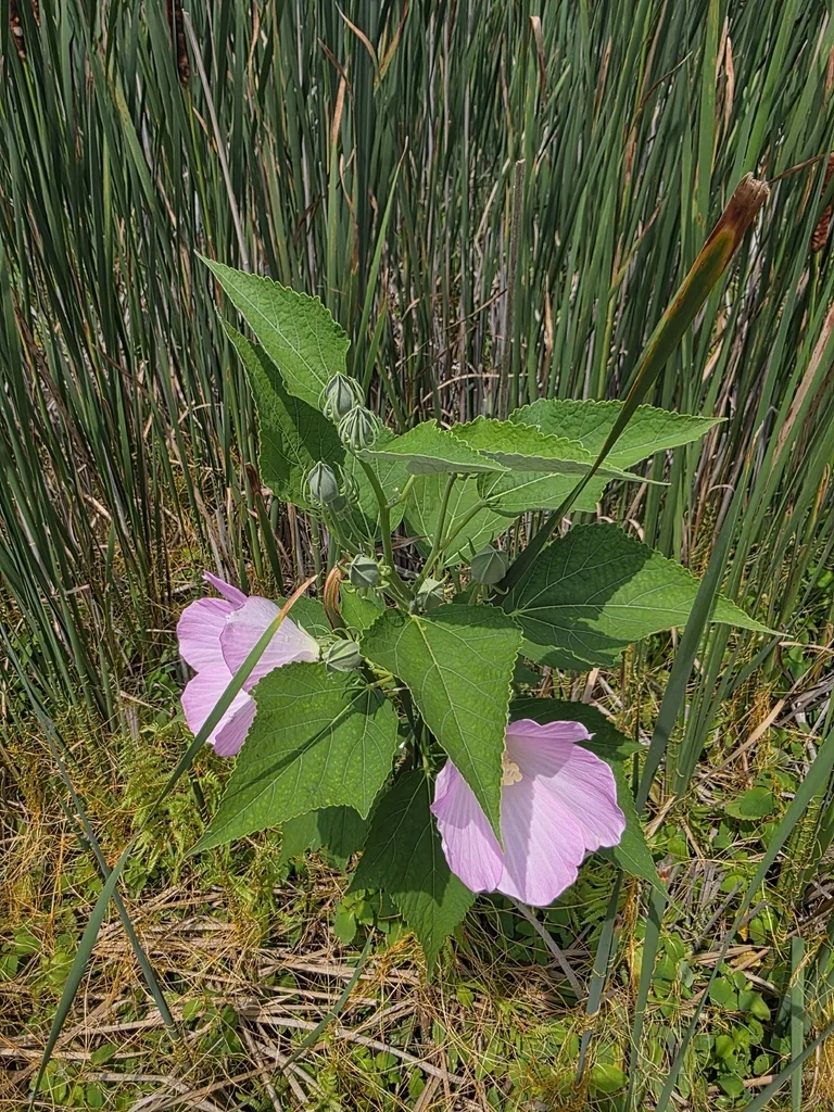 Hibiscus Moscheutos