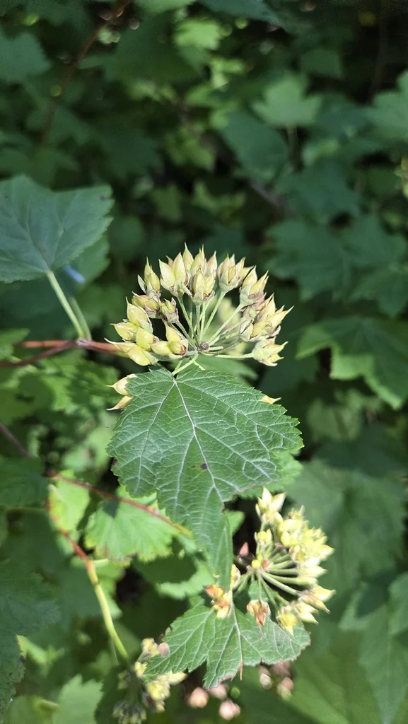 Physocarpus Capitatus