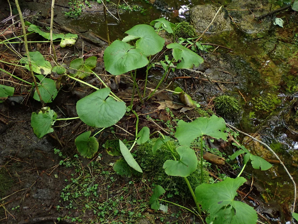 Caltha Palustris