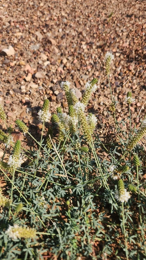 Dalea Candida