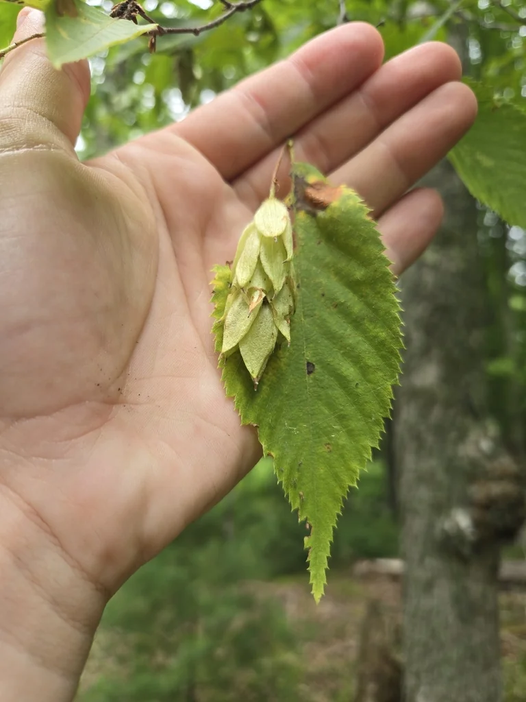 Ostrya Virginiana