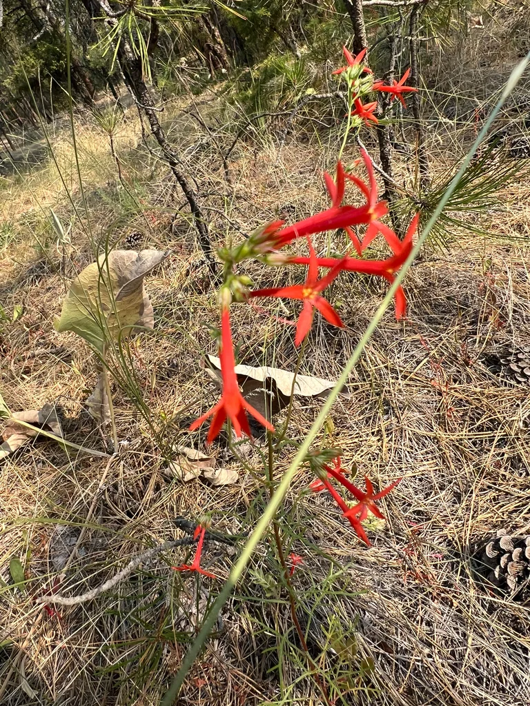 Ipomopsis Aggregata