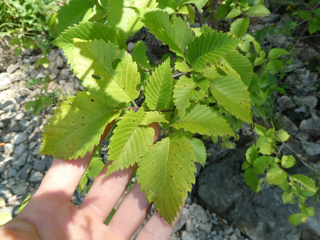 Ulmus Americana