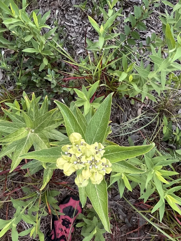 Asclepias Viridis