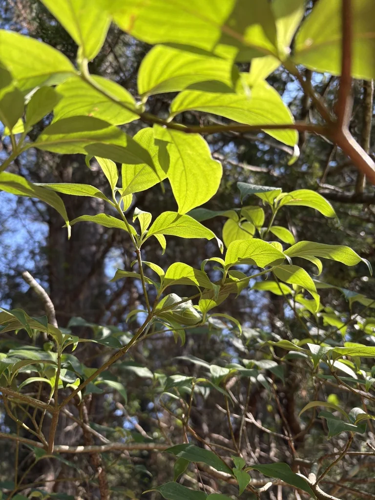 Cornus Florida