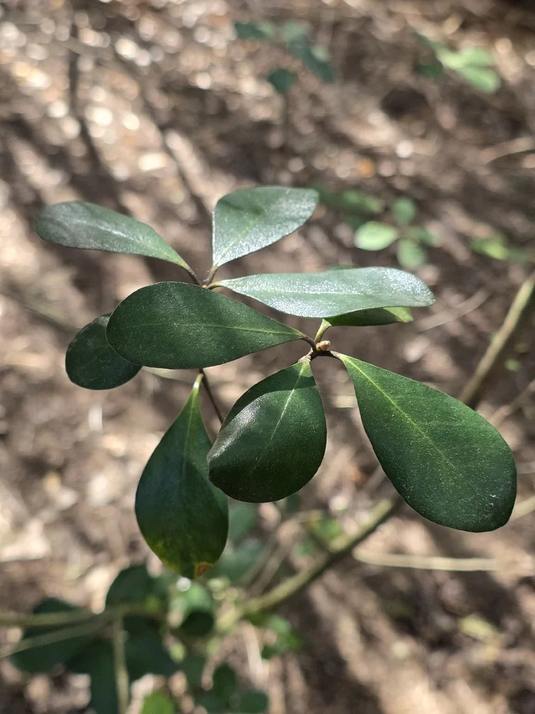 Pittosporum Crassifolium
