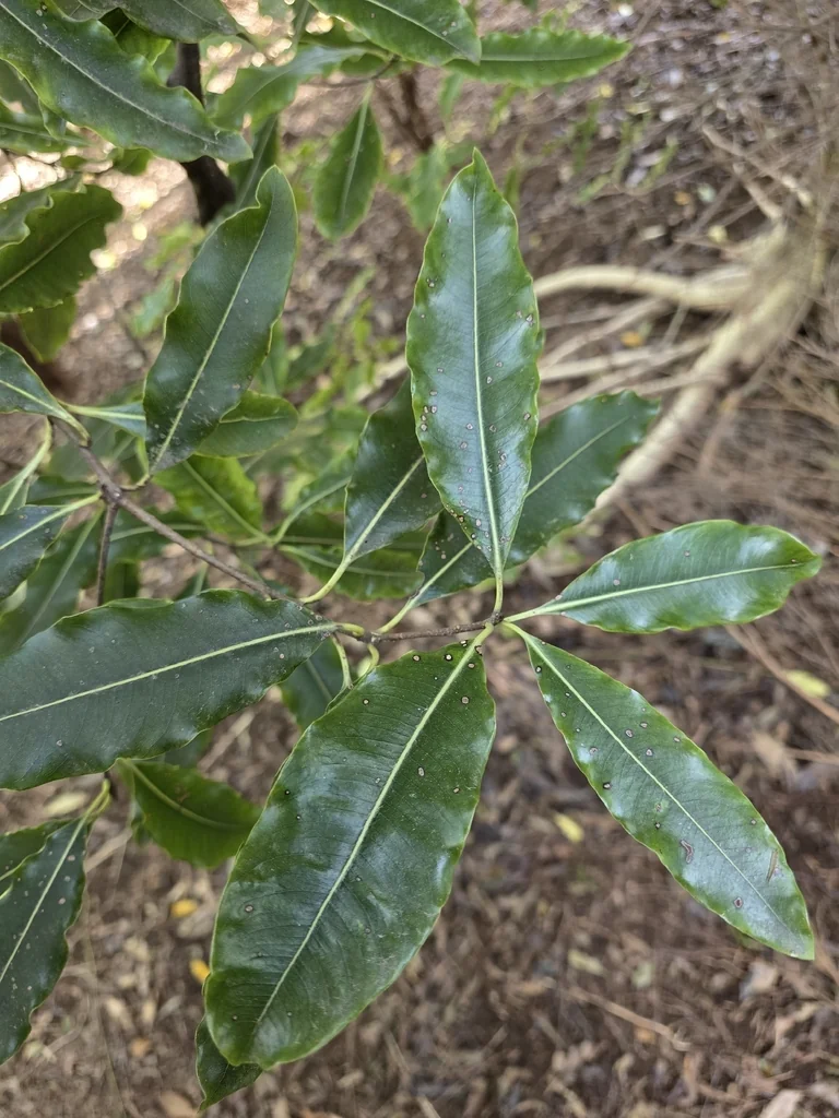 Pittosporum Eugenioides