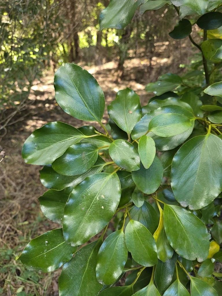 Griselinia Littoralis