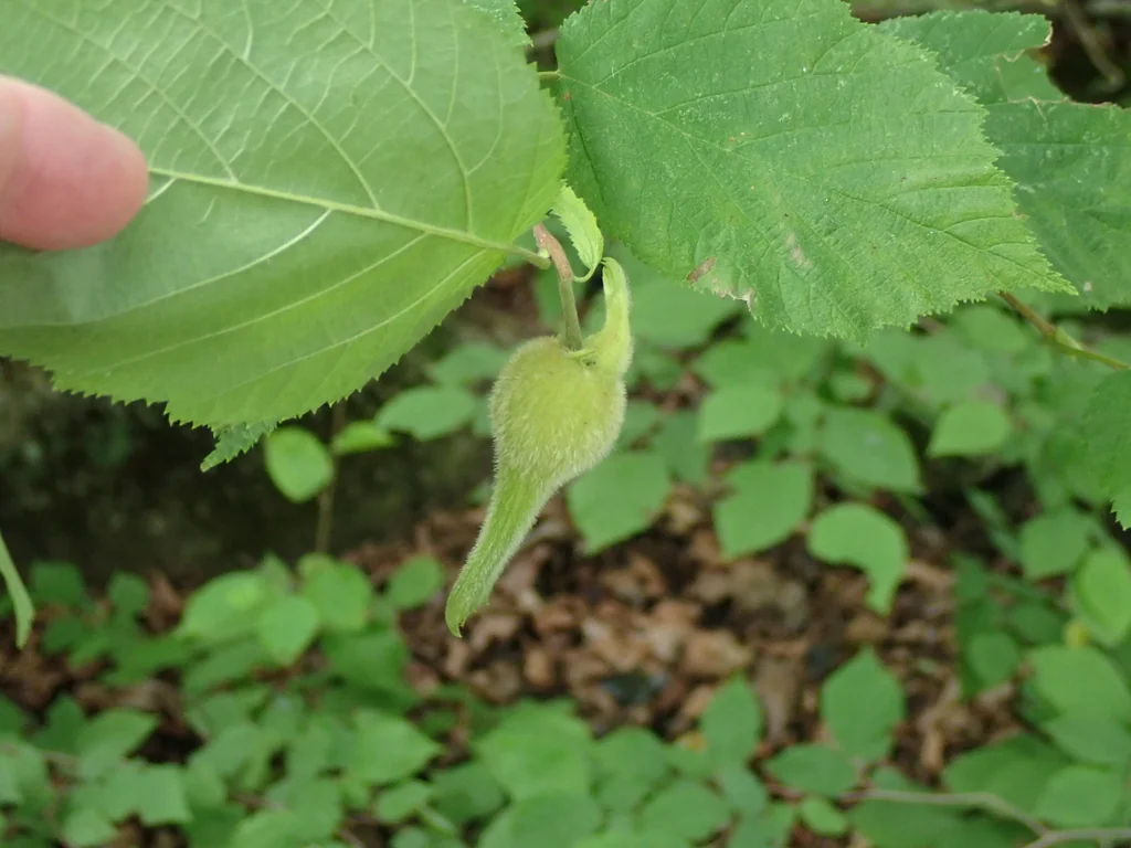 Corylus Cornuta