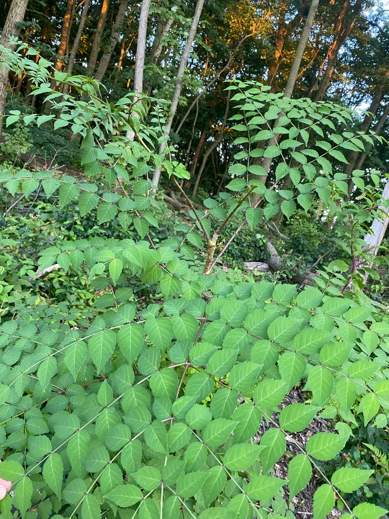 Aralia Elata