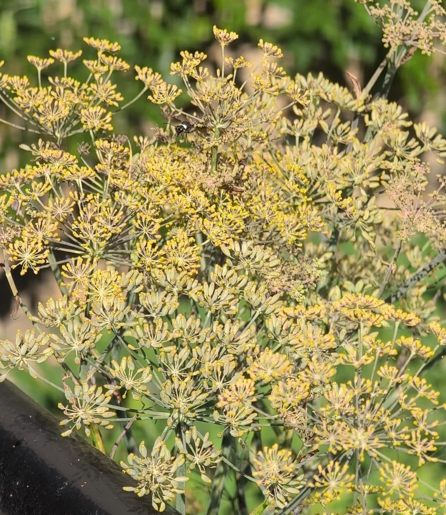 Anethum Graveolens