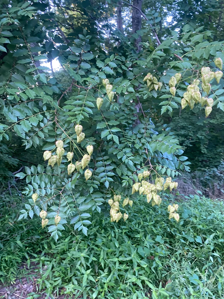 Koelreuteria Paniculata