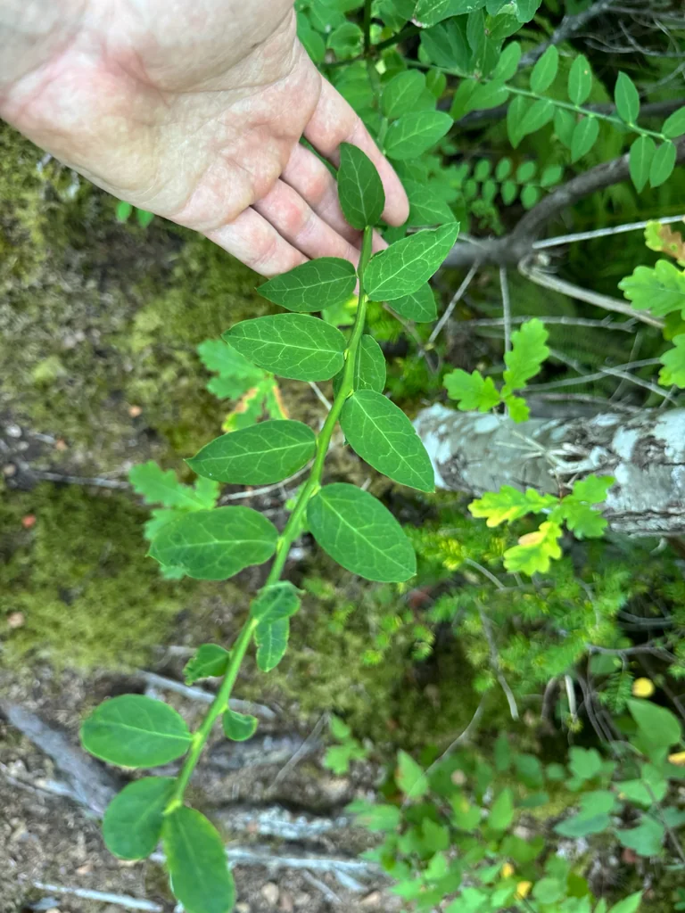 Vaccinium Parvifolium