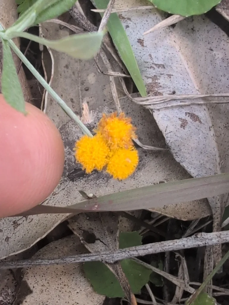 Chrysocephalum apiculatum