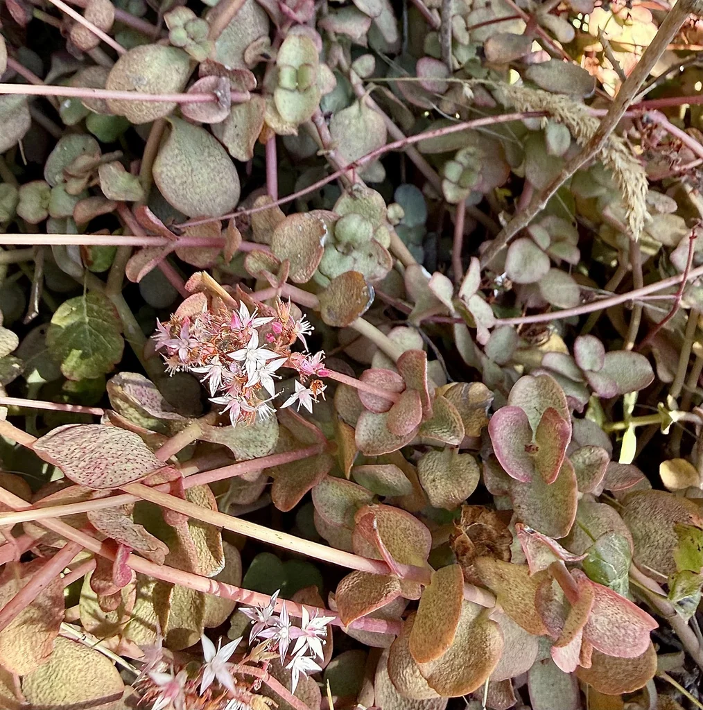 Crassula Multicava