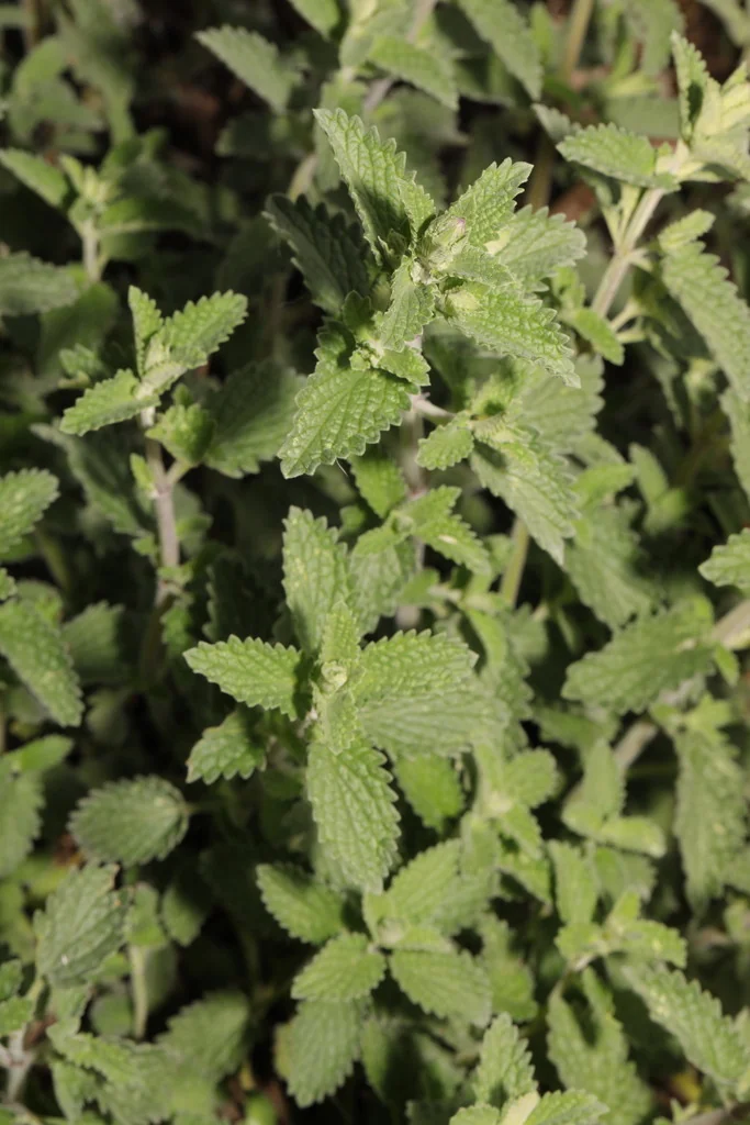 Nepeta faassenii