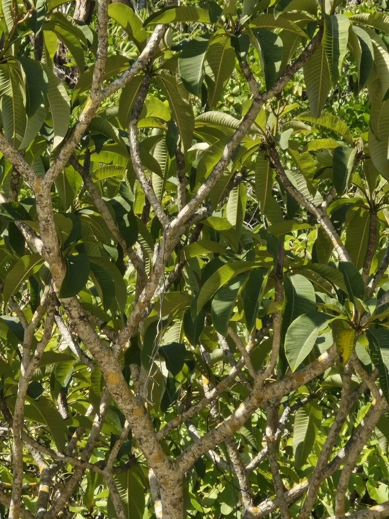 Plumeria Rubra