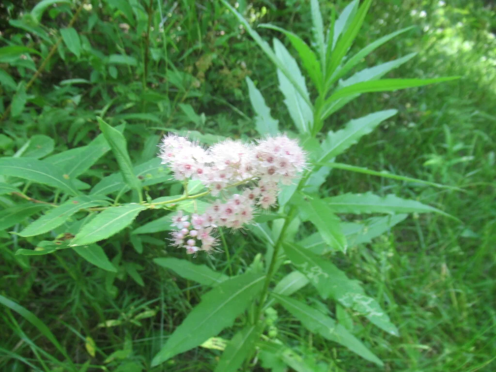 Spiraea Arguta