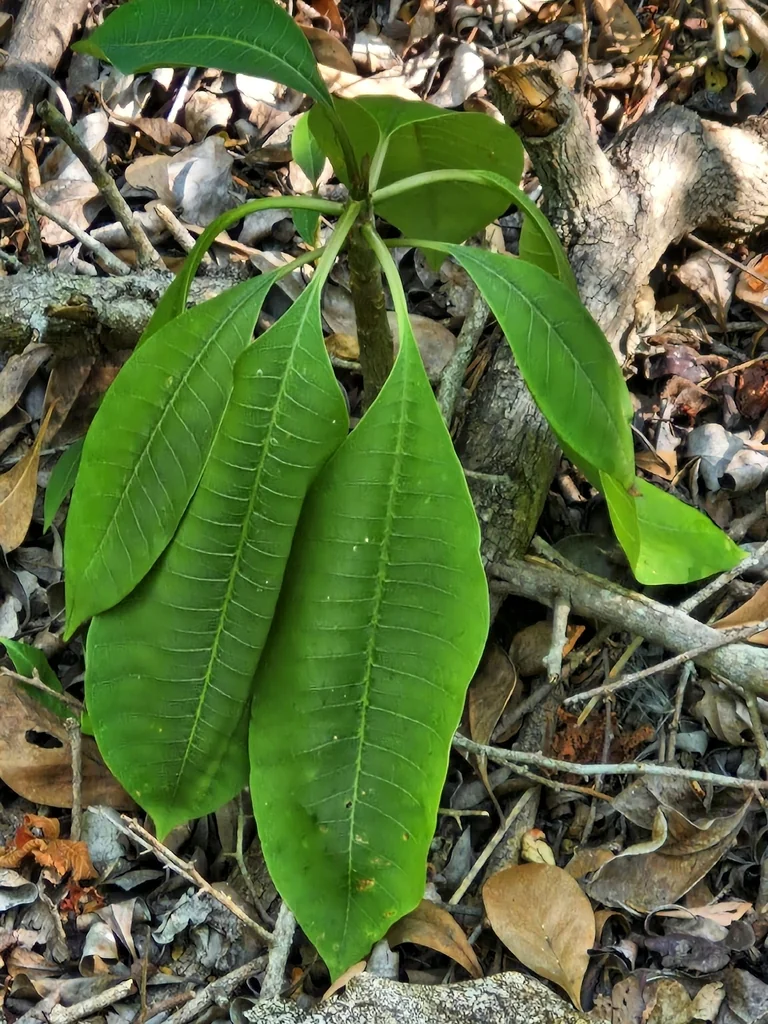 Plumeria Rubra