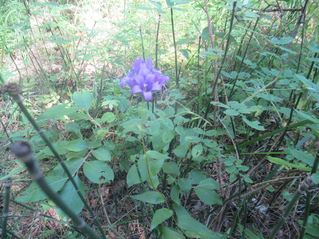 Campanula glomerata