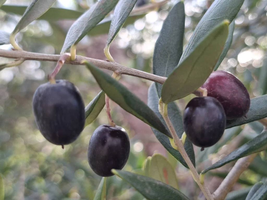 Olea Europaea