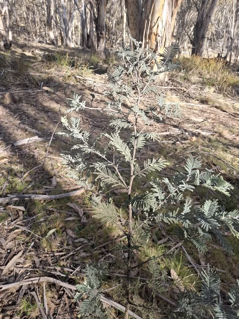 Acacia Dealbata