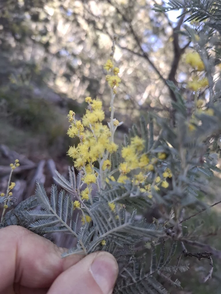 Acacia Dealbata