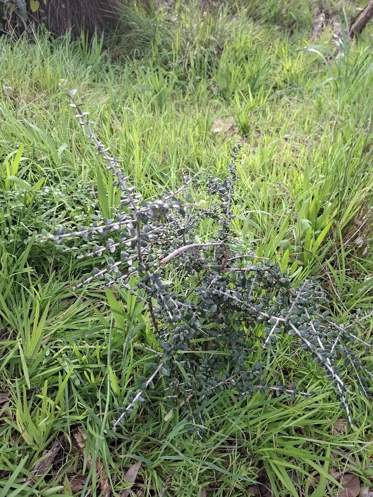 Olea Europaea