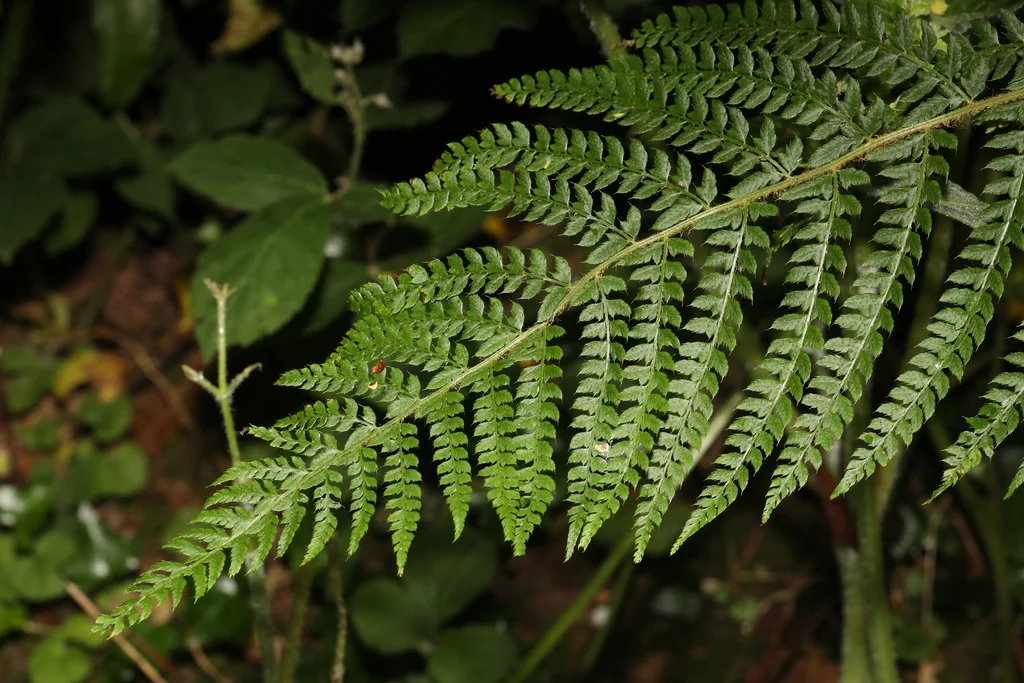 Polystichum Setiferum