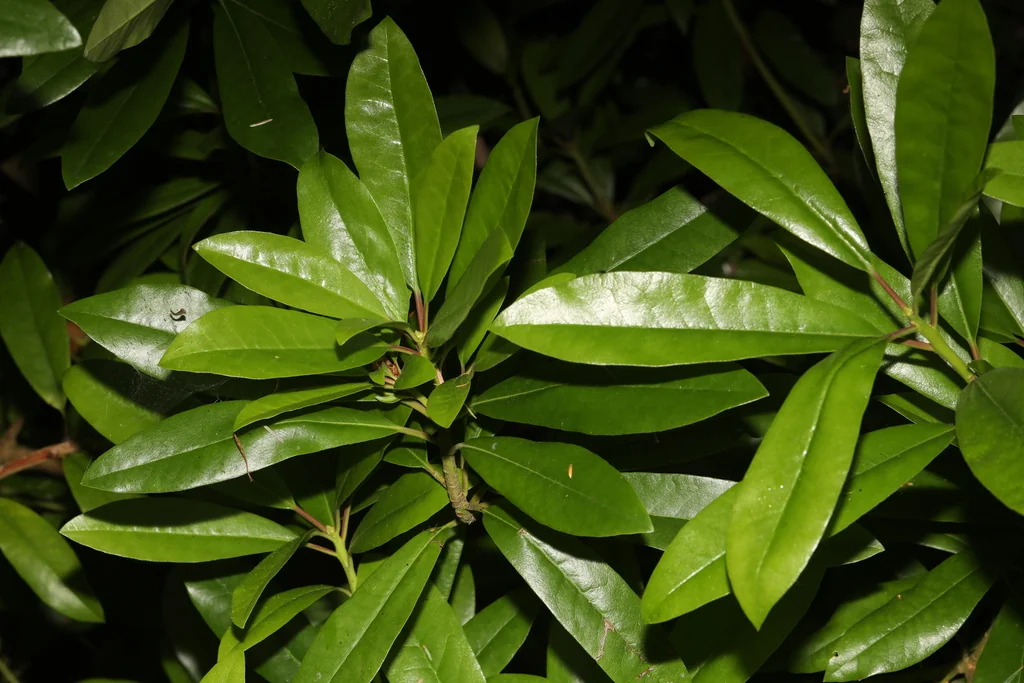 Rhododendron Ponticum