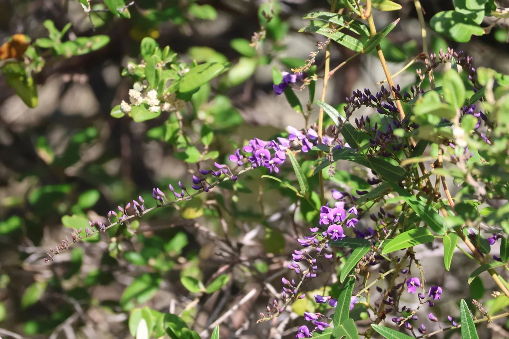 Hardenbergia Comptoniana