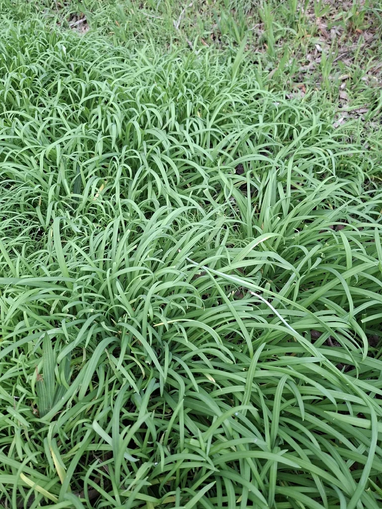 Allium Triquetrum