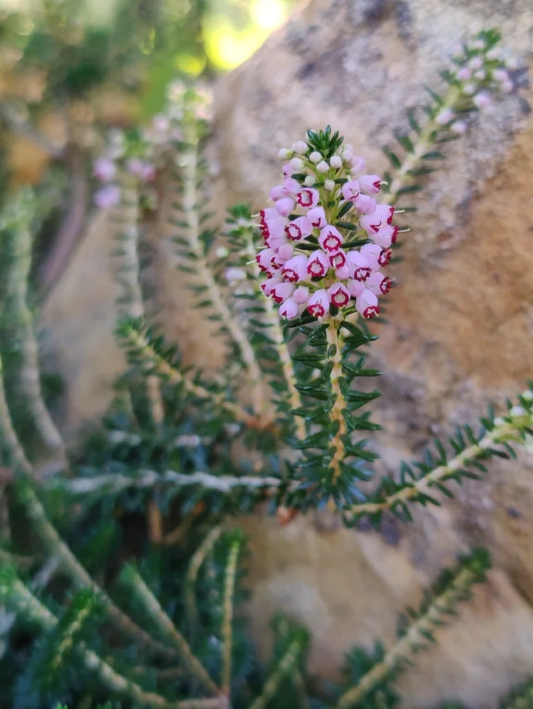 Erica Vagans