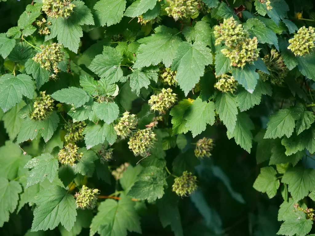 Physocarpus Capitatus