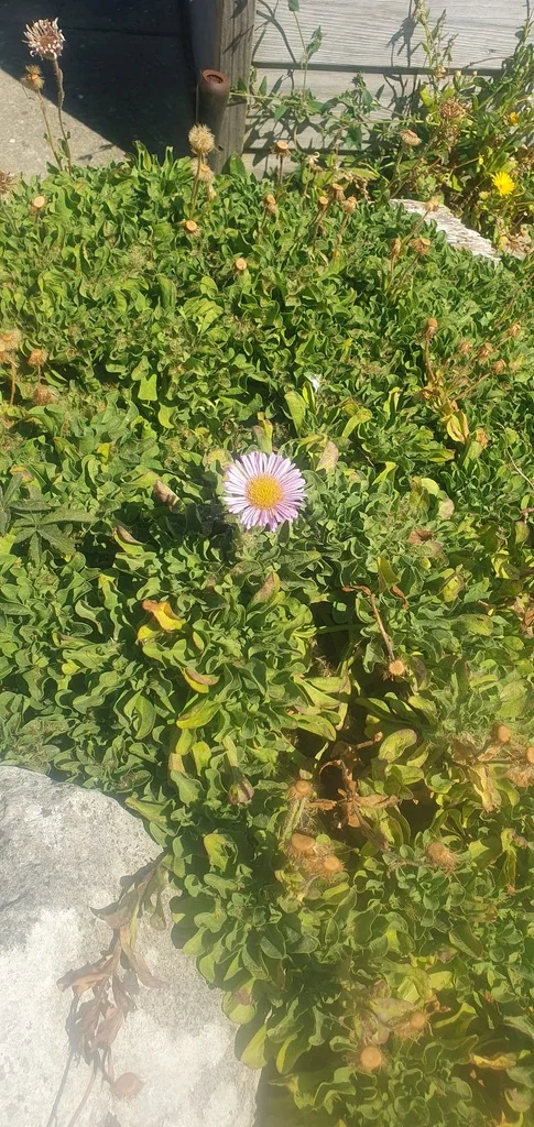 Erigeron Glaucus