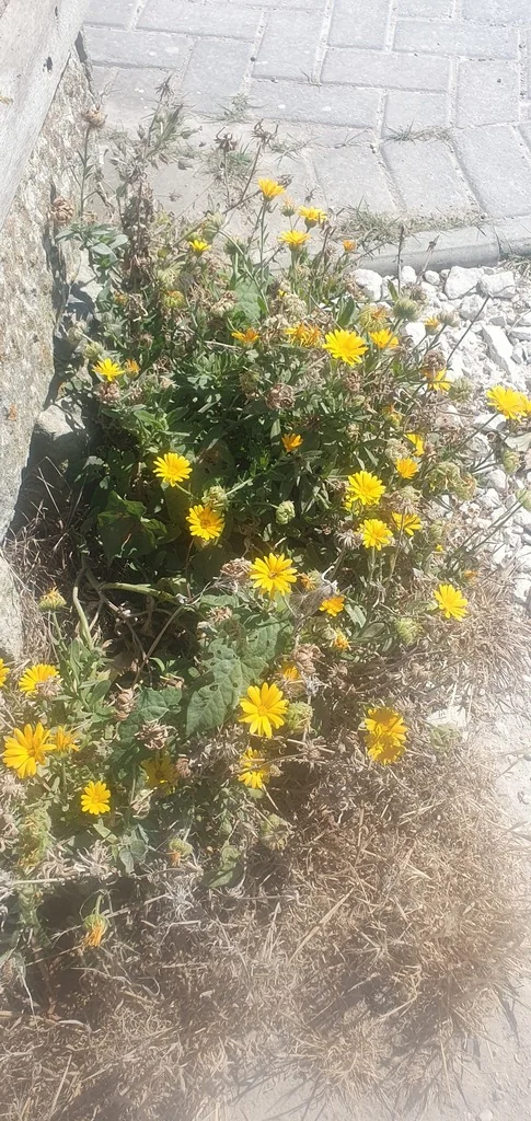 Calendula Officinalis