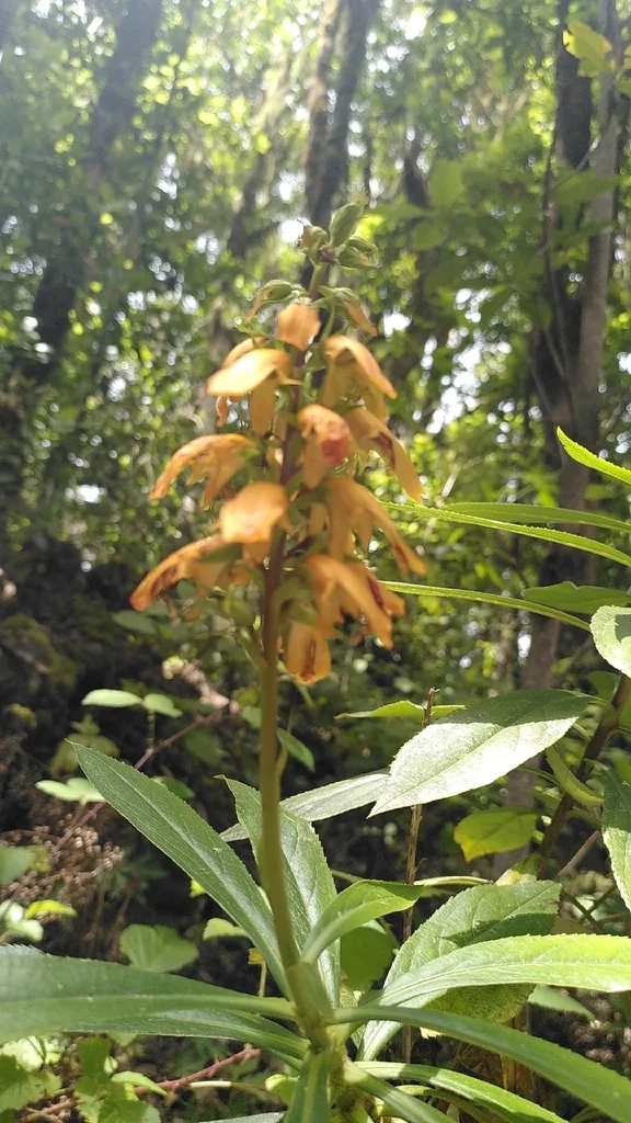 Isoplexis Canariensis