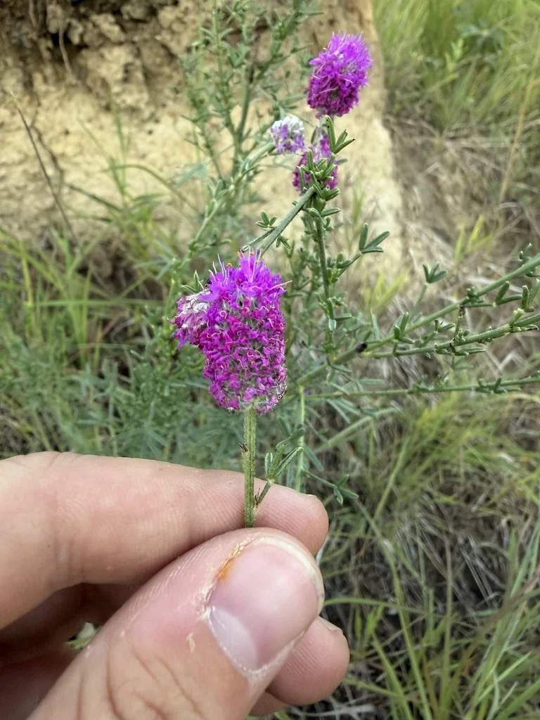Dalea Purpurea