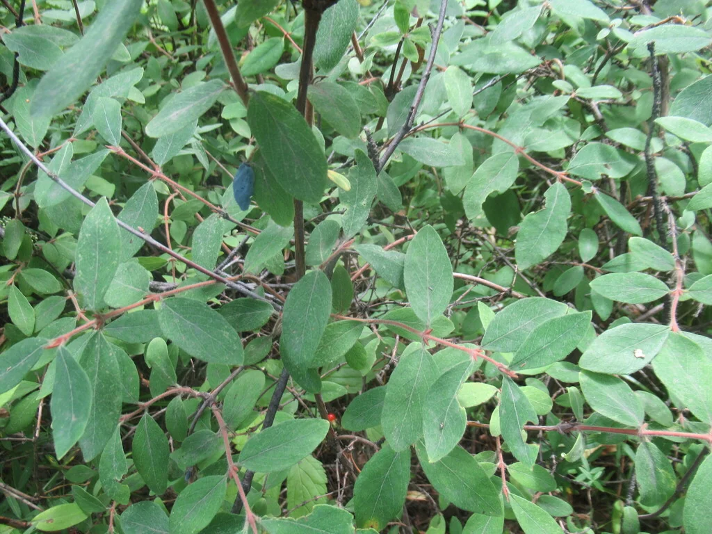 Lonicera Caerulea