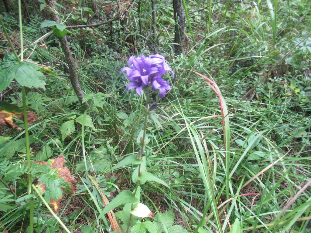 Campanula glomerata