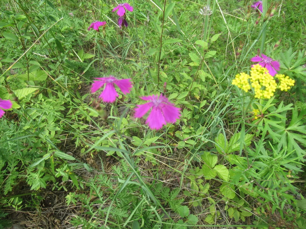 Dianthus Chinensis