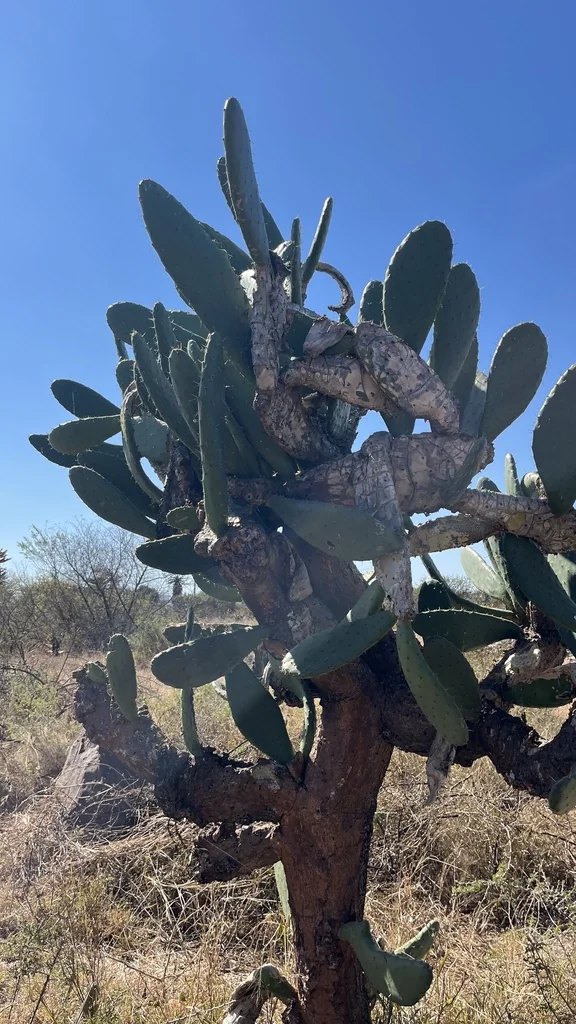 Opuntia Paraguayensis