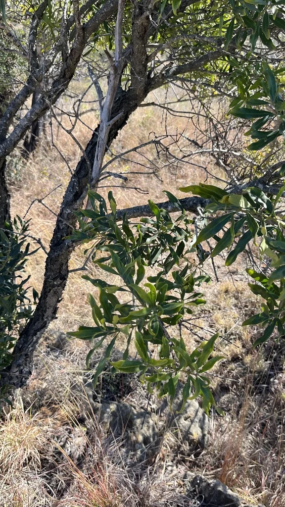 Olea Europaea
