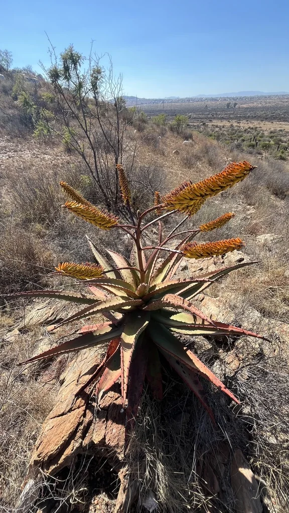 Aloe Marlothii
