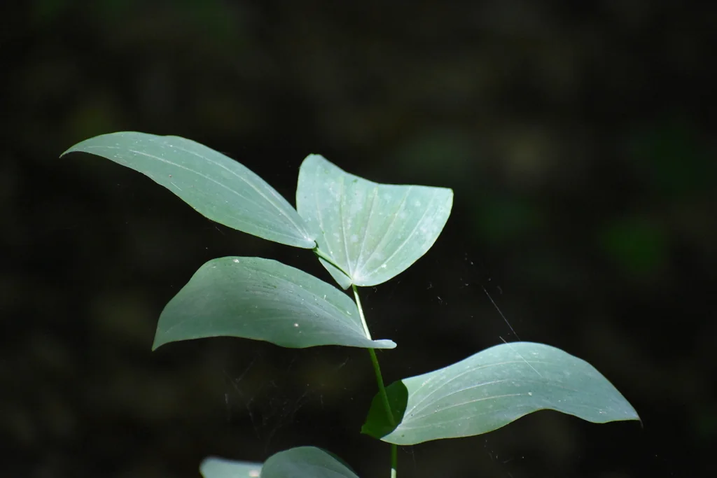 Uvularia grandiflora