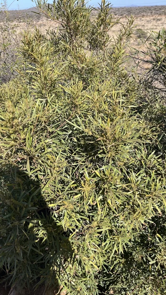 Rhus Lancea