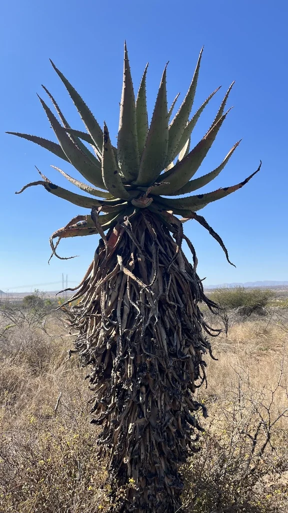 Aloe Marlothii