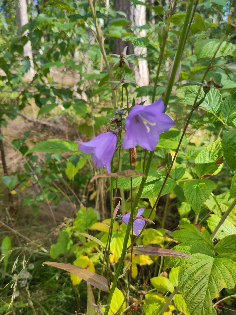 Campanula Persicifolia