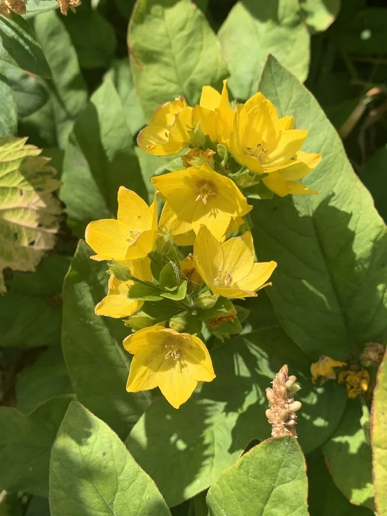 Lysimachia Punctata