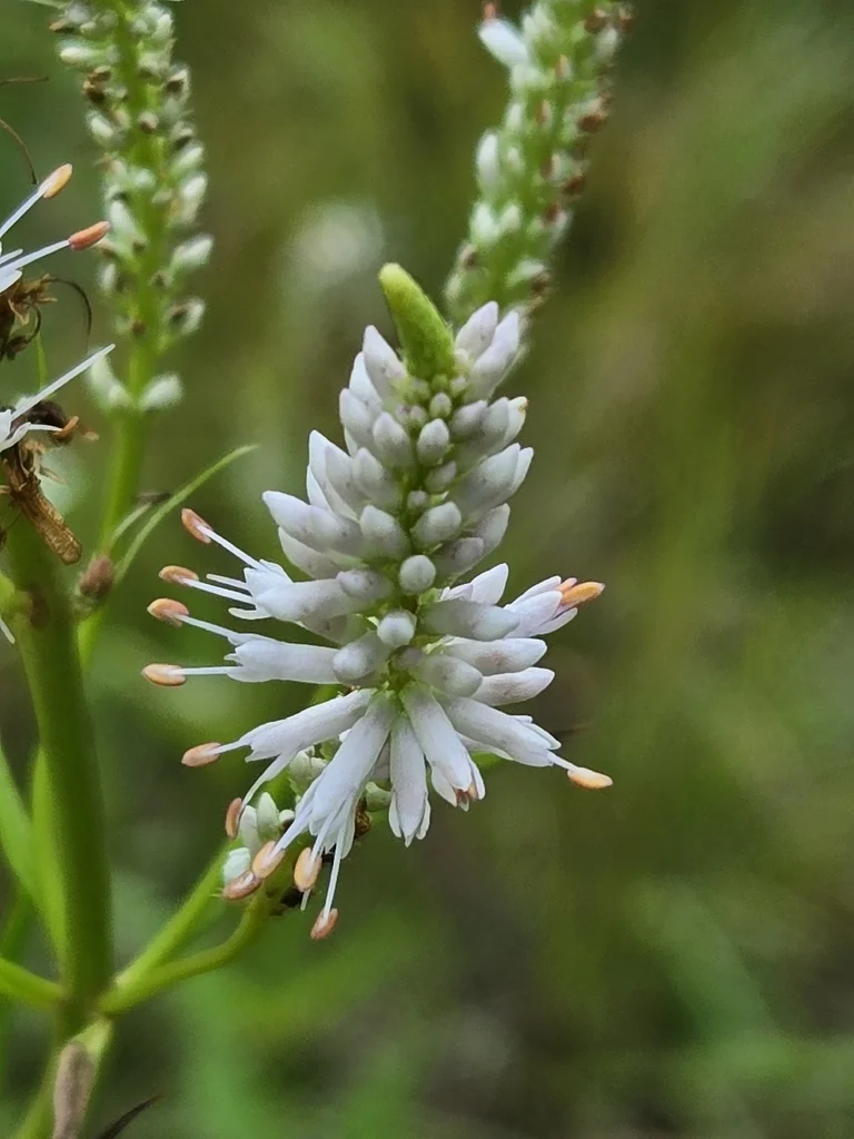 Veronicastrum Virginicum